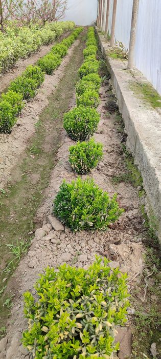 Gullar Shamshod bravo eron, шамшод, браво