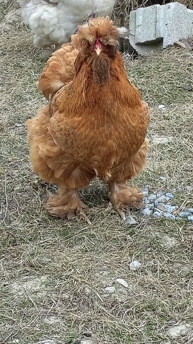 Oua de vînzare de la găini motate