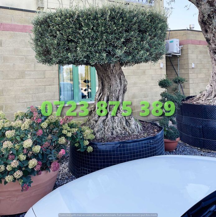 Plante de Calitate Premium – Certificare Vizuală prin Imagini Reale