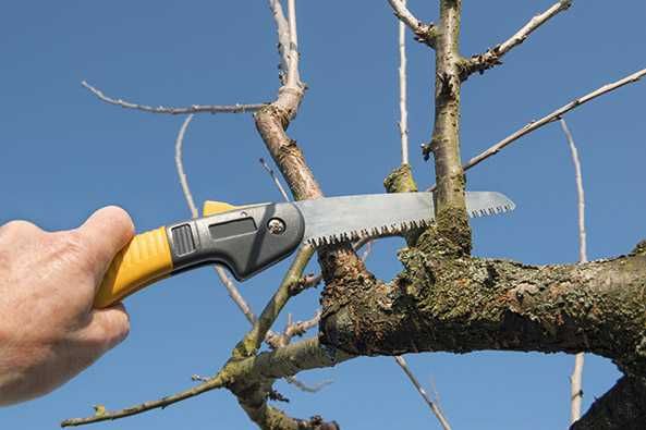 Servicii tundere/ curatare pomi fructiferi