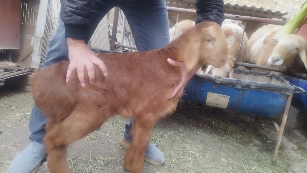 Киргиз Арашан кучкорлар сотилади