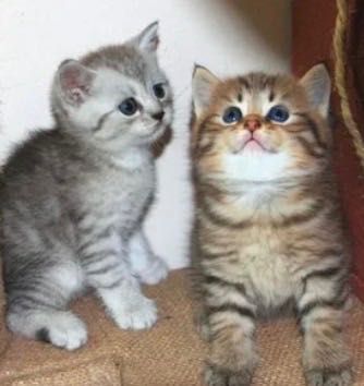 Миленькие Котята