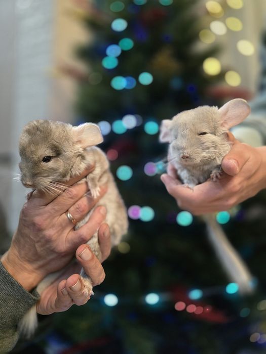 Продам шиншилл мальчиков.