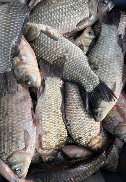 Caras pentru pescuit