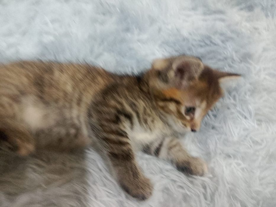 Дарю котят Пришахтинск