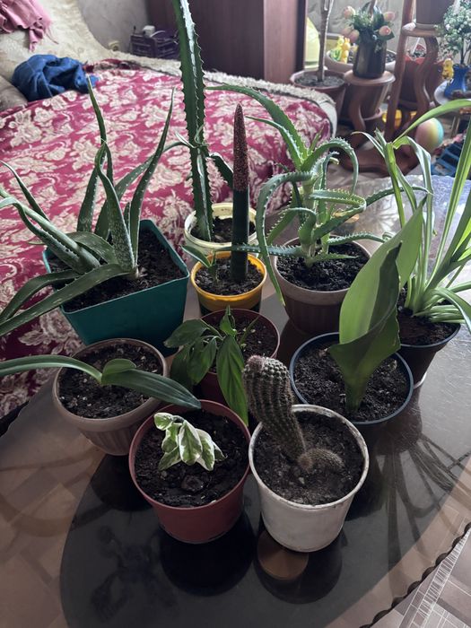 Продам комнатные цветы.