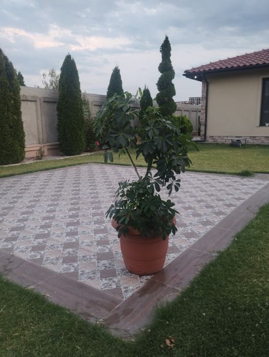 Продавам палма шефлера