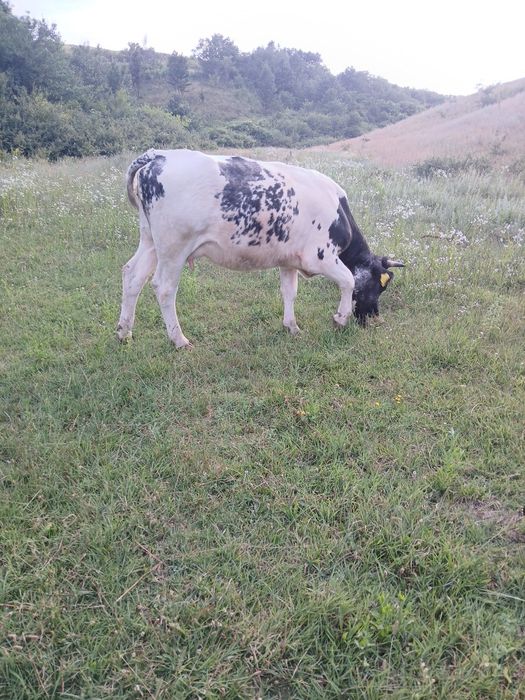 De vânzare 3 juninci belgiene