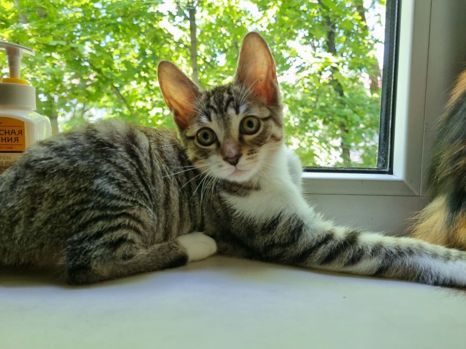 Отдам котят в добрые руки