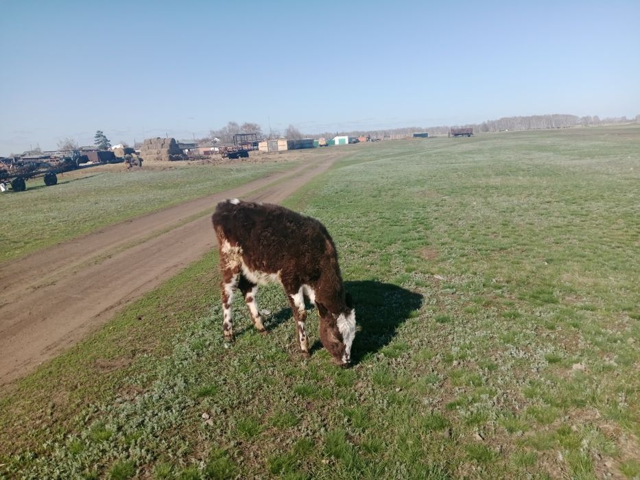 Продам телят прошлогодние