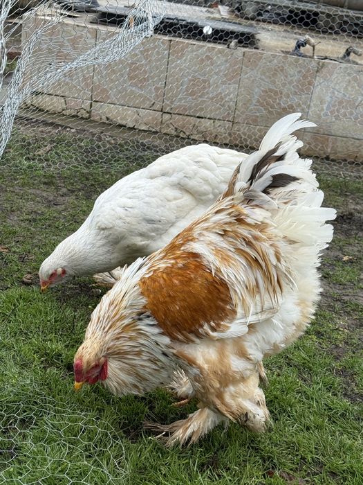 Oua Brahma de incubat