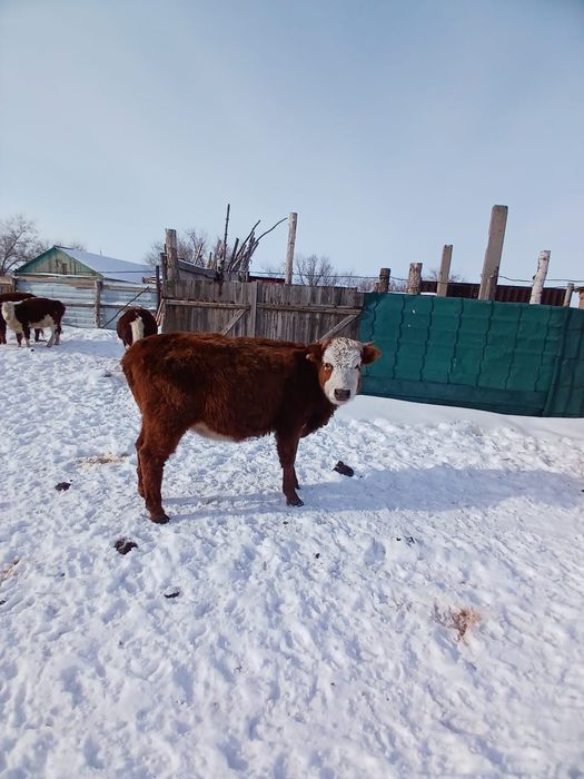 Продам крупно-рогатый скот 500.000 тенге