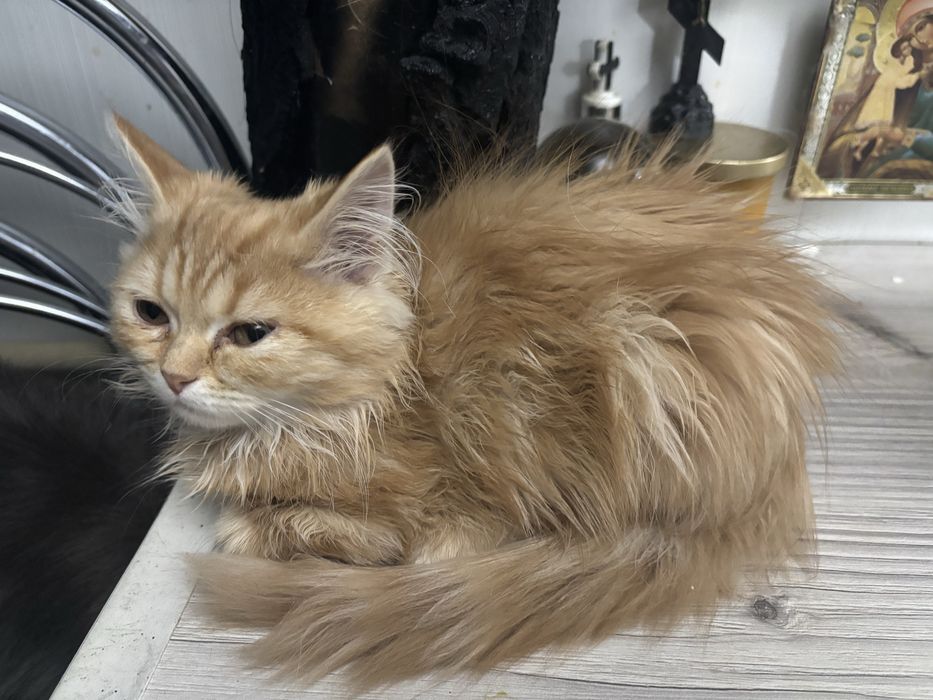 Отдам котят в надежные руки