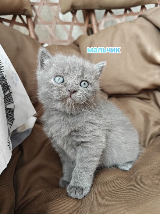 Британские котята