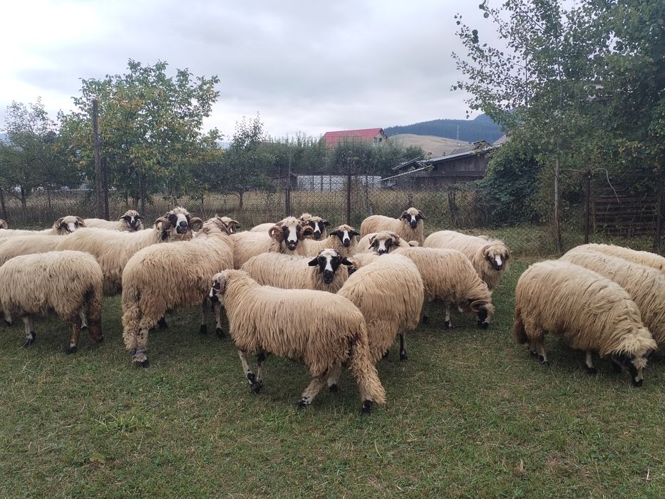 Vând oi și berbeci