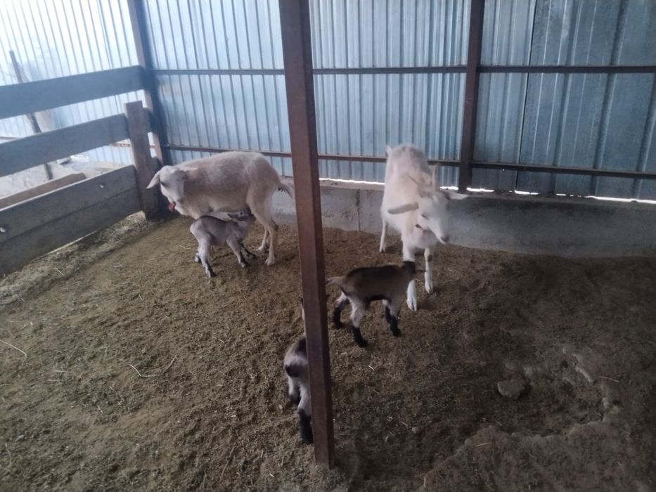 Альпи пародалы, бірінші тума ешкілер сатылады.