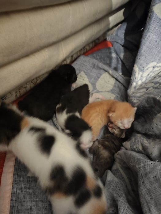 Мысык бесплатно га