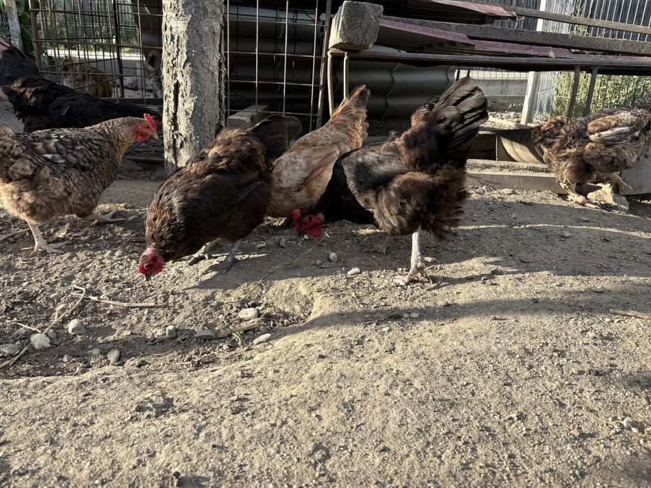 Găini outoare si de carne de vânzare – crescute în gospodărie