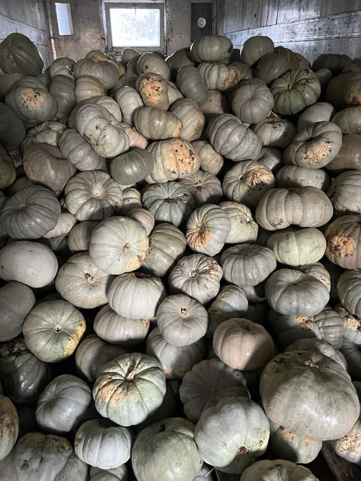 Тиква кестенка/бяла