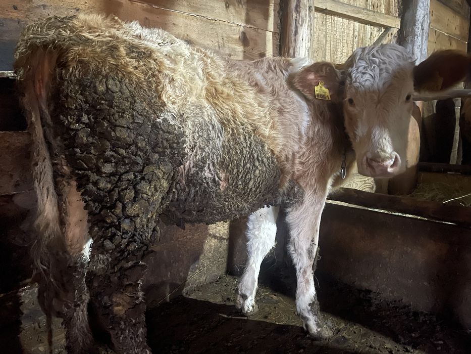 Vand vitele din mame bune de lapte