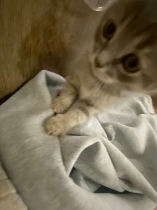 Отдам котенка в хорошие руки