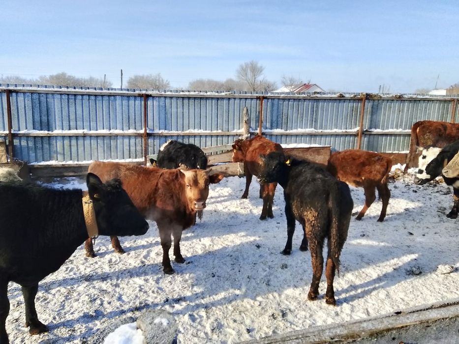 Продам коров и молодняк телят