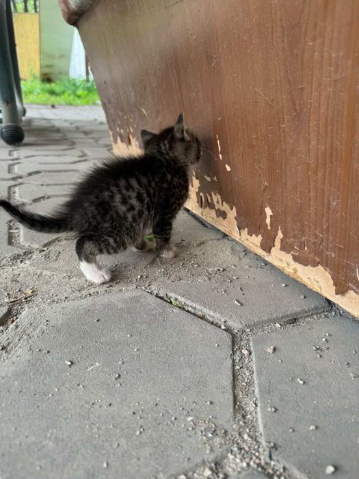 Хорошие добрые котята