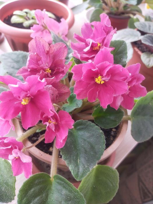 Продам фиалки комнатные