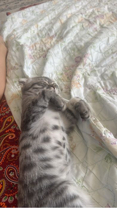 Котенок висслоухий