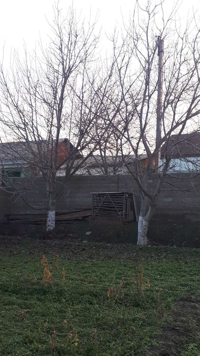 Ёнғоқ дарахти 1 жуфт сотилади