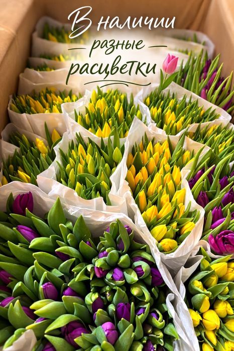 Тюльпаны оптом и в розницу
