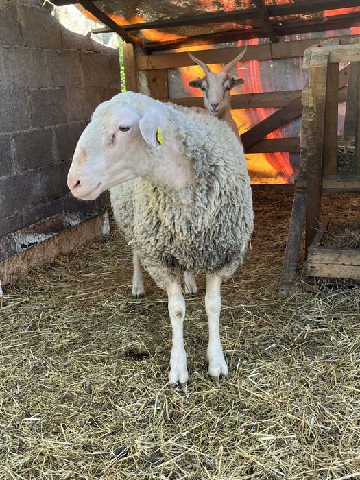Vand berbecut texel