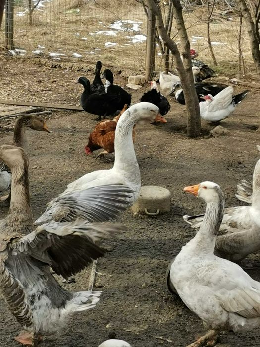 pasari ecologice de  vanzare =  gaste, rate, gaini