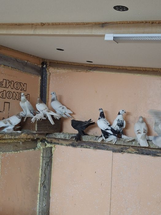 Продам голубей игра гребля тяга