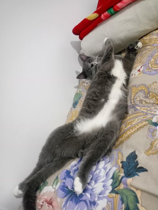 Vyazka oʻgʻil bola