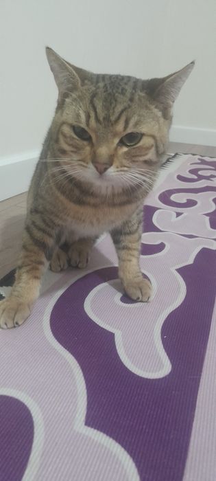 Отдам даром кота