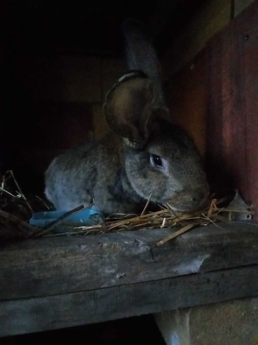 Vând iepuri uriaș de Transilvania