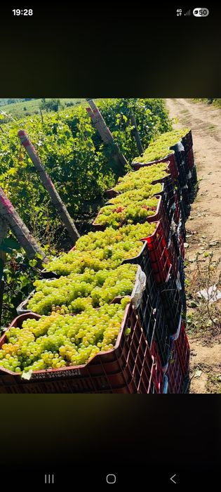 Struguri de vin feteasca regala resling galbena Odobești pentru Detali La 0735762548