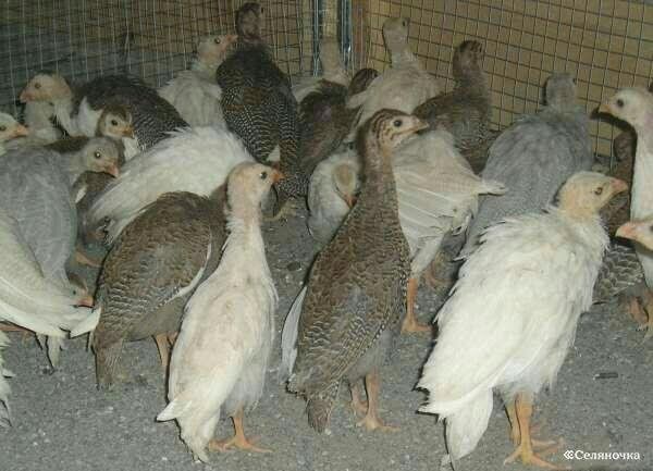 Продаю цесарок разных мастей