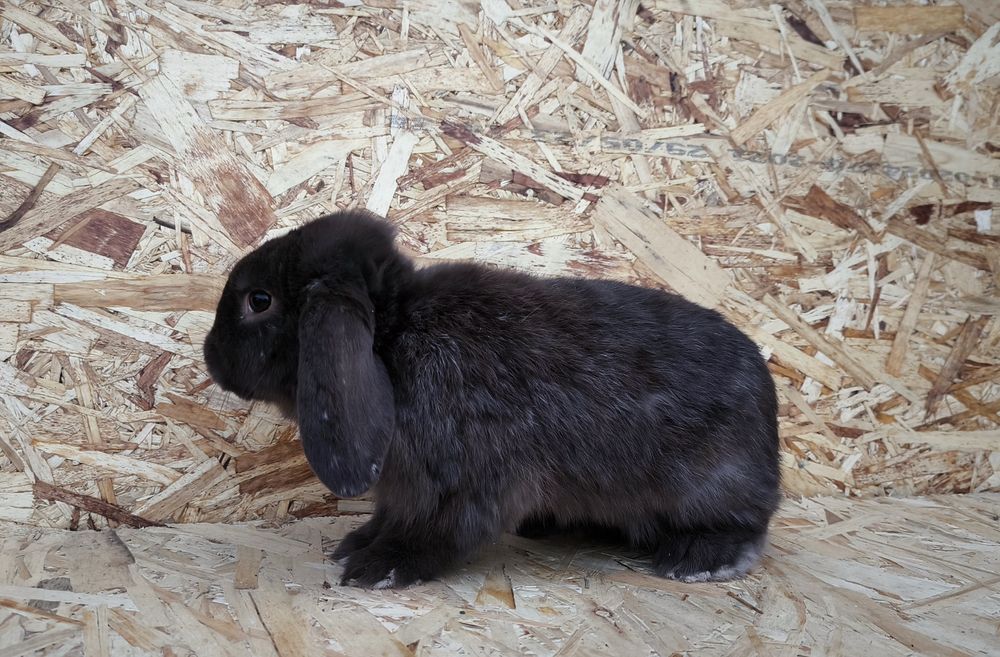 Карликовый французский баран(кролик),Karlikoviy baran (quyon)