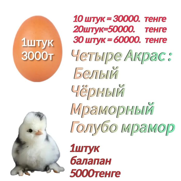 Инкубационный яйцо от  Султанки