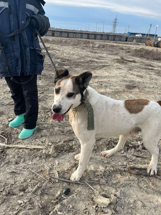 Отдам в добрые руки