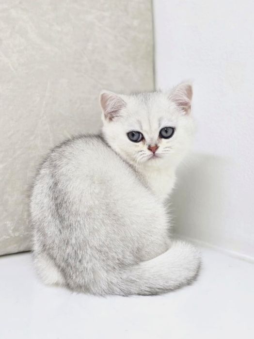Котята британские зеленоглазые,аквамарин