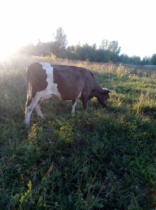 Продам двойную корову,7 дет