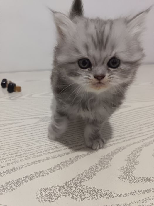 Мушук болари сотилади 4та бор