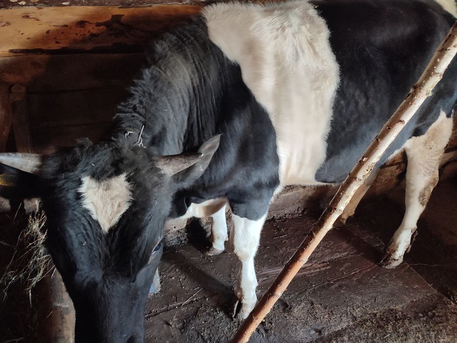 Бычки на откорме