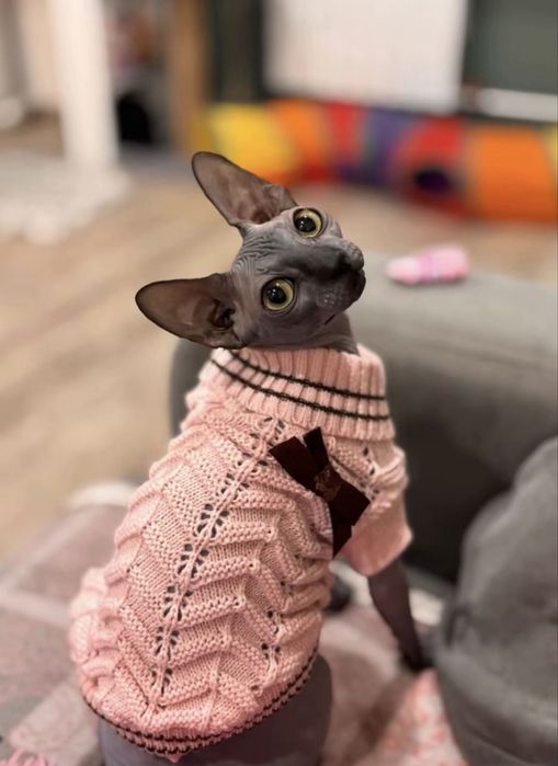 Канадский сфинкс кошка