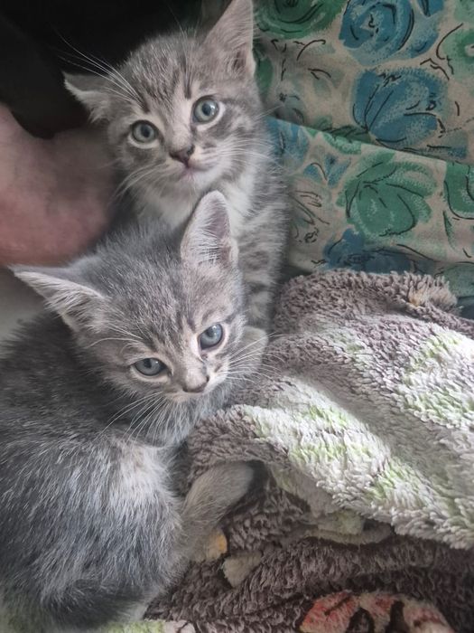 Отдам котят в добрые руки