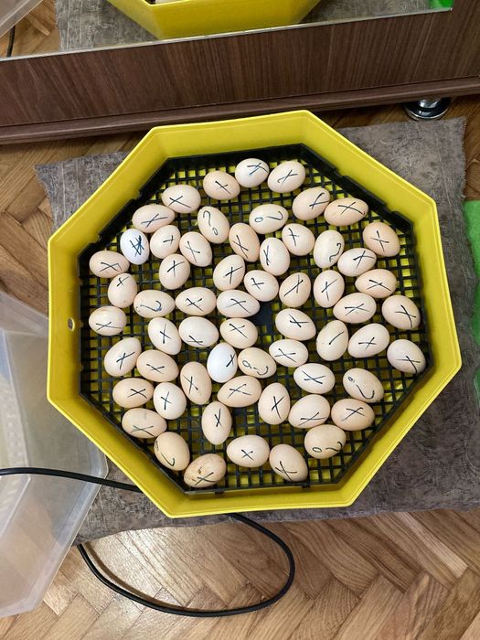 Oua din păsări de expoziție Chabo Bobat de vânzare!