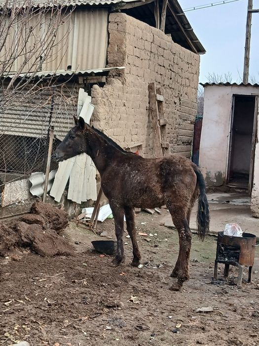 Жылкы     жылкы. .